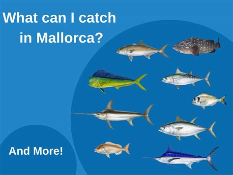 lutron marine palma de majorca|Mallorca Fishing: The Complete Guide for 2024.